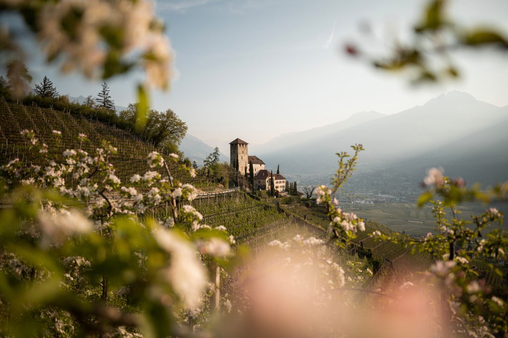 Spring Apple blossom in South Tyrol